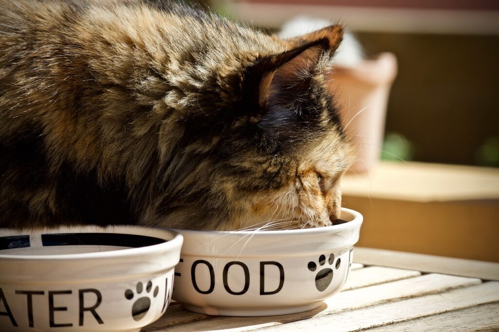 A cat eating best food for Persian cats 