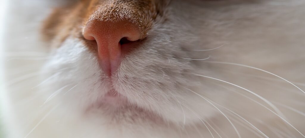 PERSIAN CAT NOSE PROBLEMS HERE ARE SOME NOSE PROBLEMS THAT PERSIAN CATS MAY EXPERIENCE.
