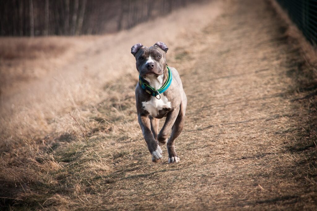 dog breed banned in india
