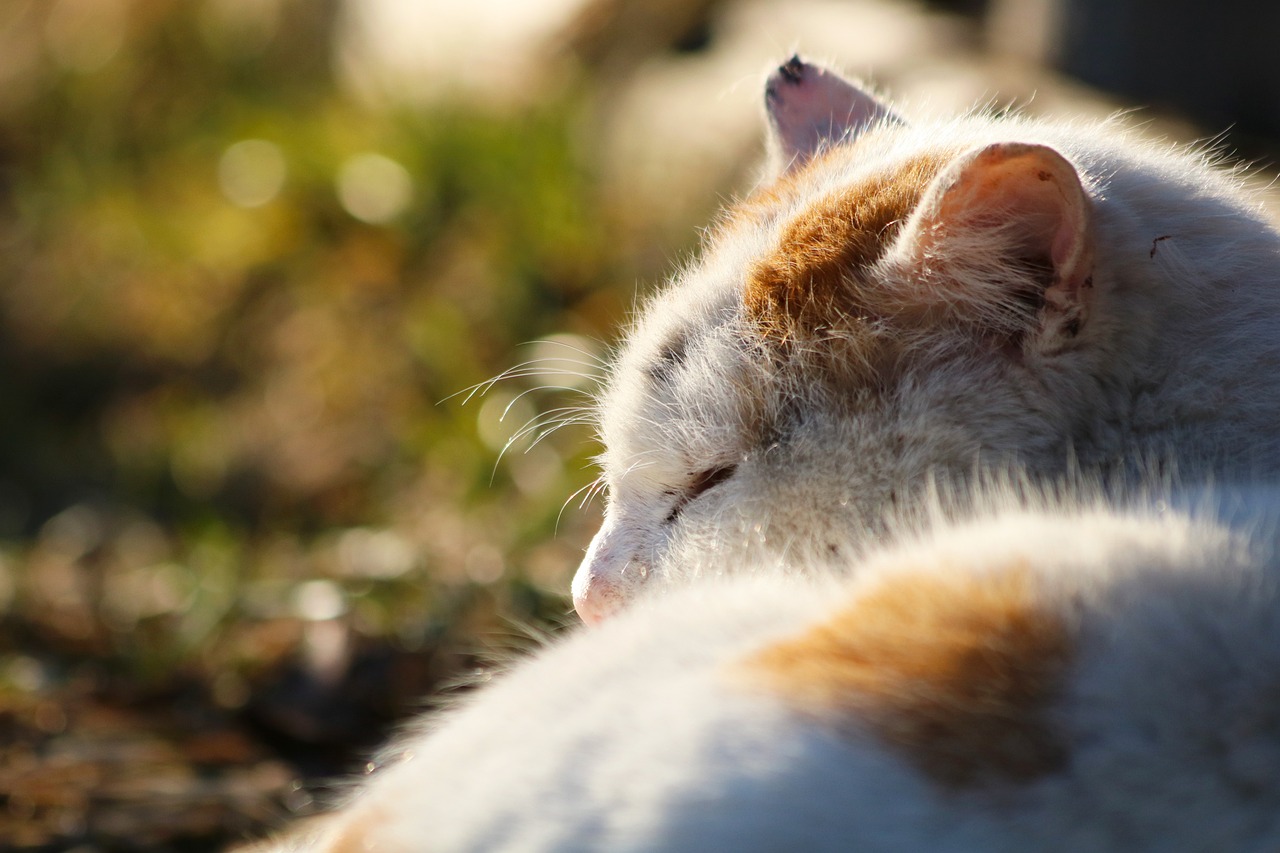 jaundice in cats' home Treatment.