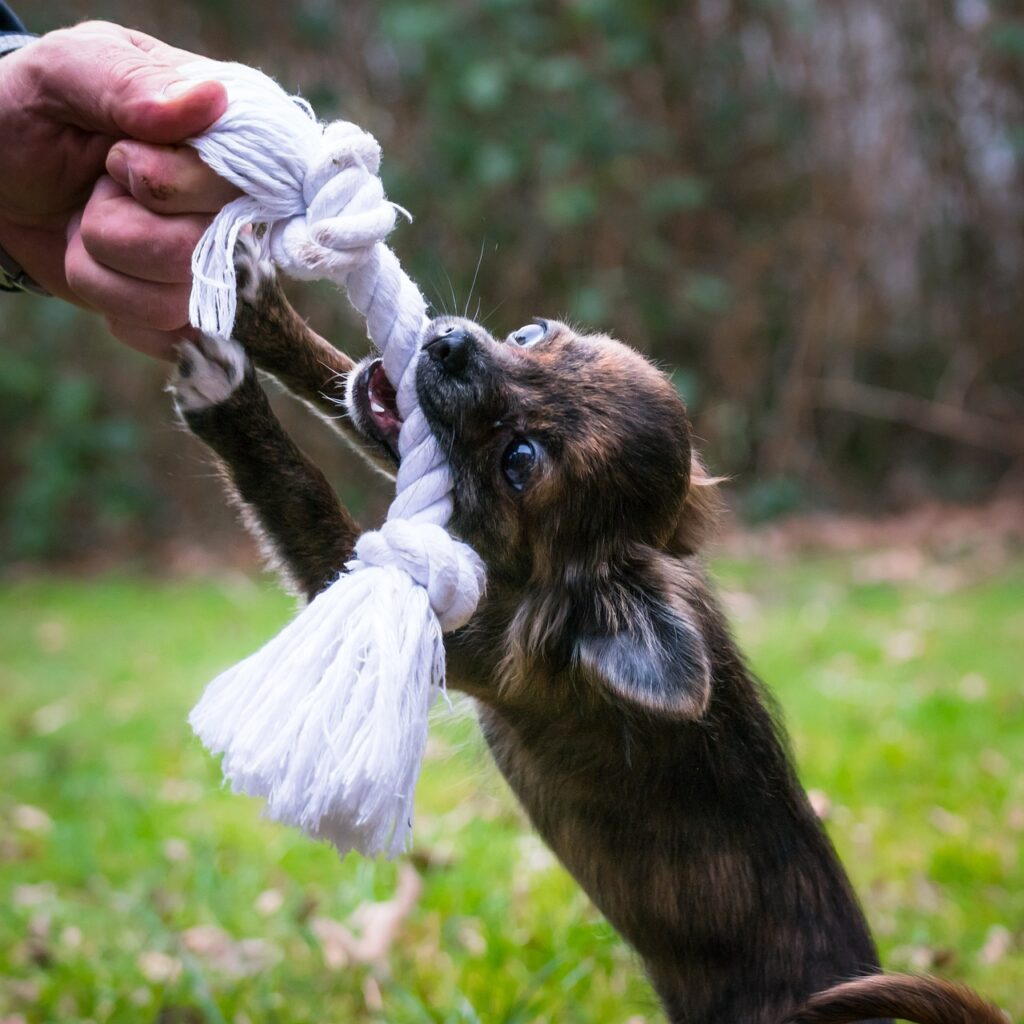 TRAINING PUPPIES TO NOT BITE