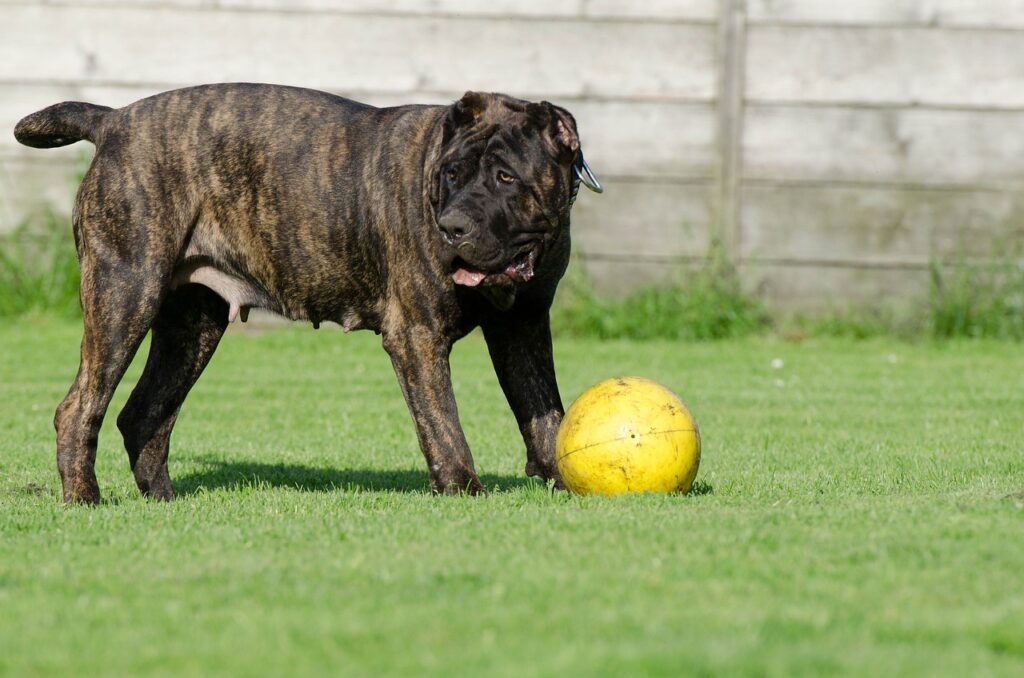 dog breed banned in india