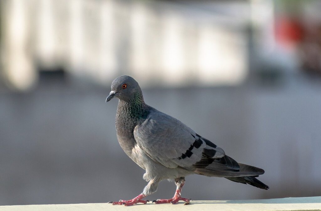 pigeon diseases in humans.