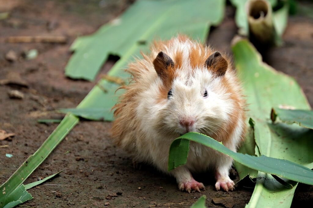 HOW TO PREVENT DIARRHA IN GUINEA PIGS