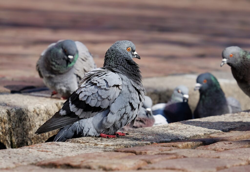 common pigeon disease.