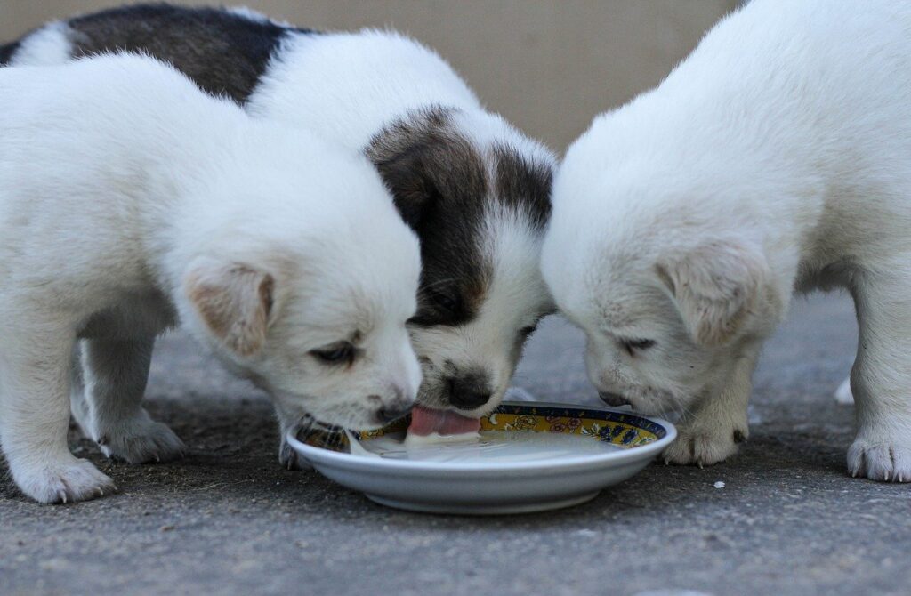 best puppy food for gain weight