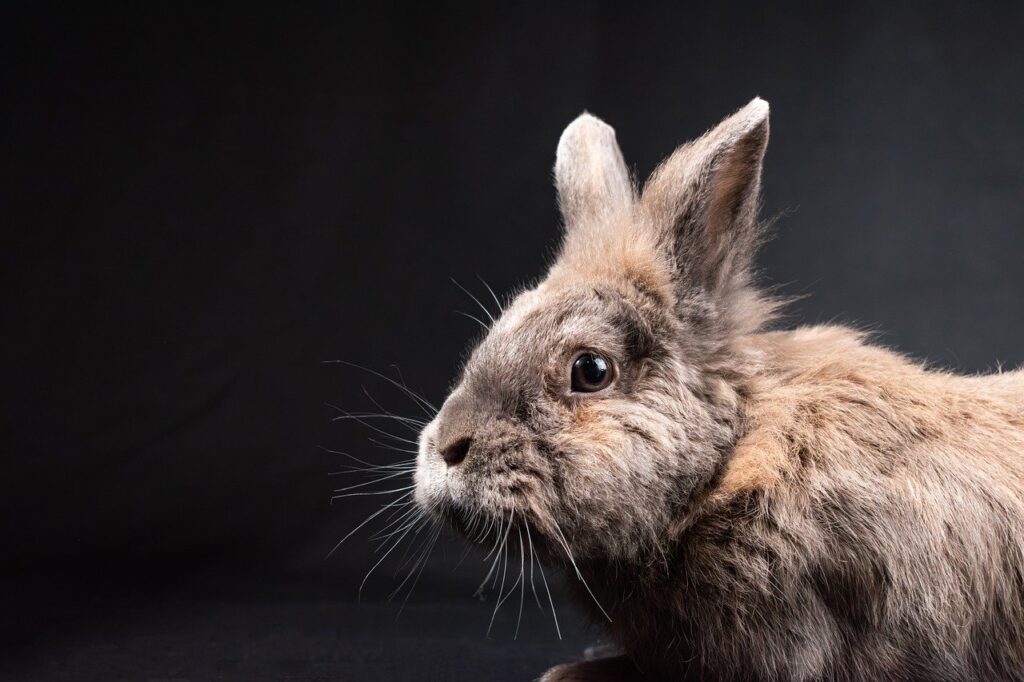 provide ventilation for rabbit in summers.