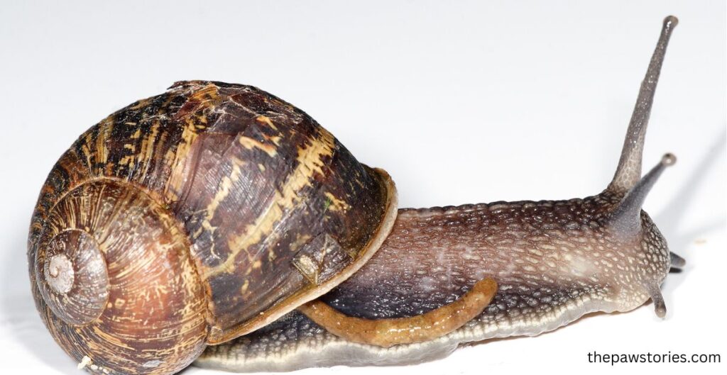 how long do snails live?
