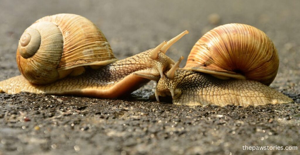 do snails hibernate or estivate?