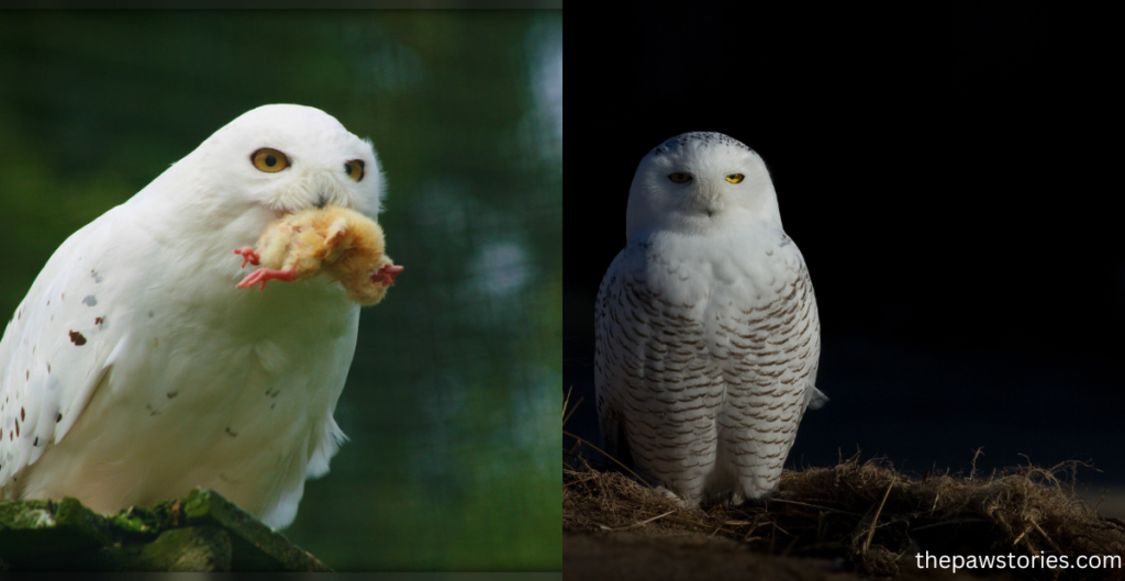 what do snowy owls eat and drink