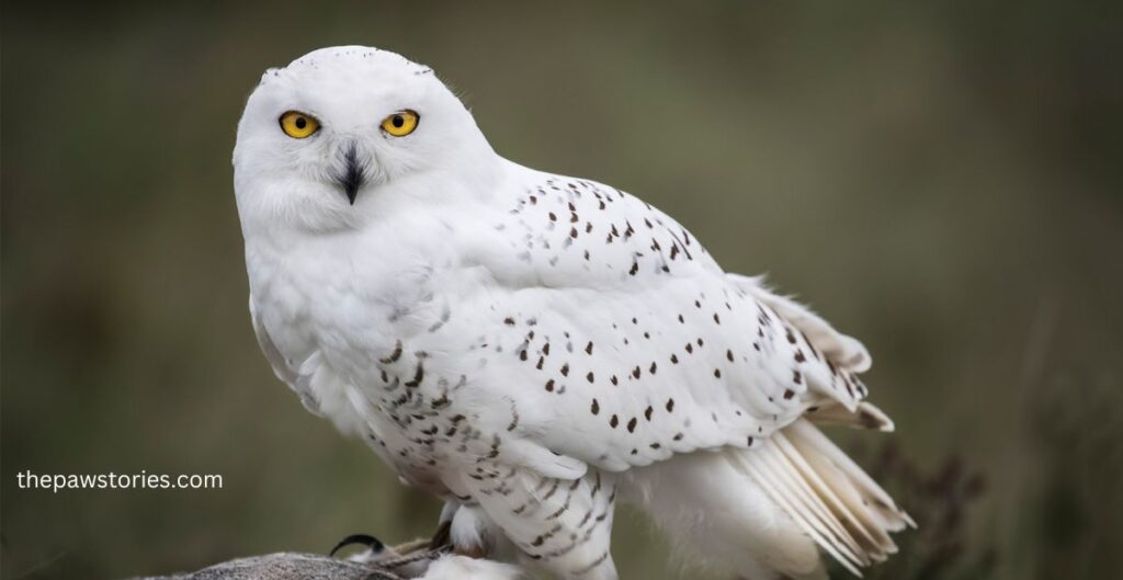 snowy owl as a pet