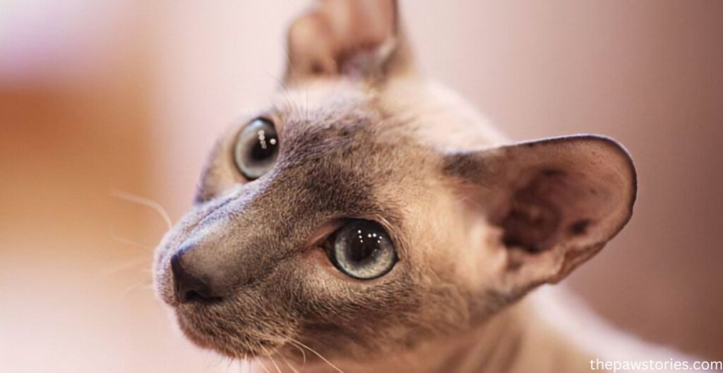 Peterbald Most expensive cats in the world