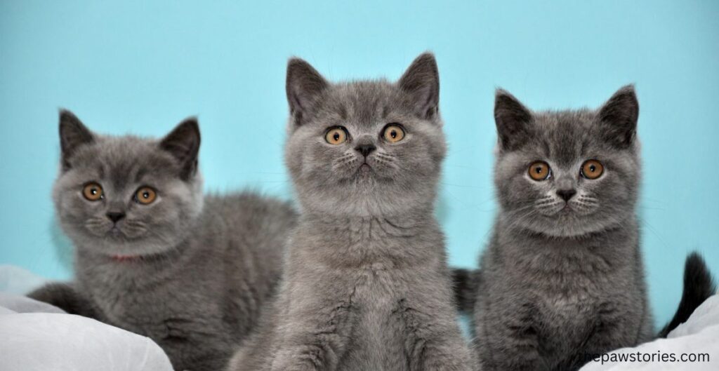 British shorthair