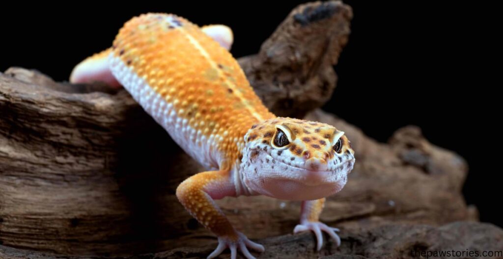 are there poisonous geckos