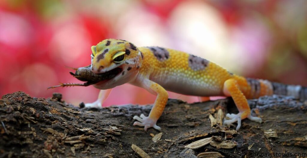 are geckos dangerous to humans