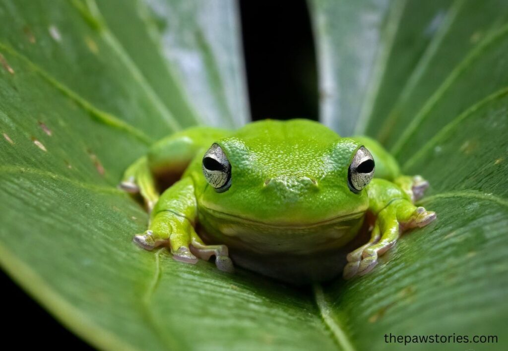 caring for pet frogs