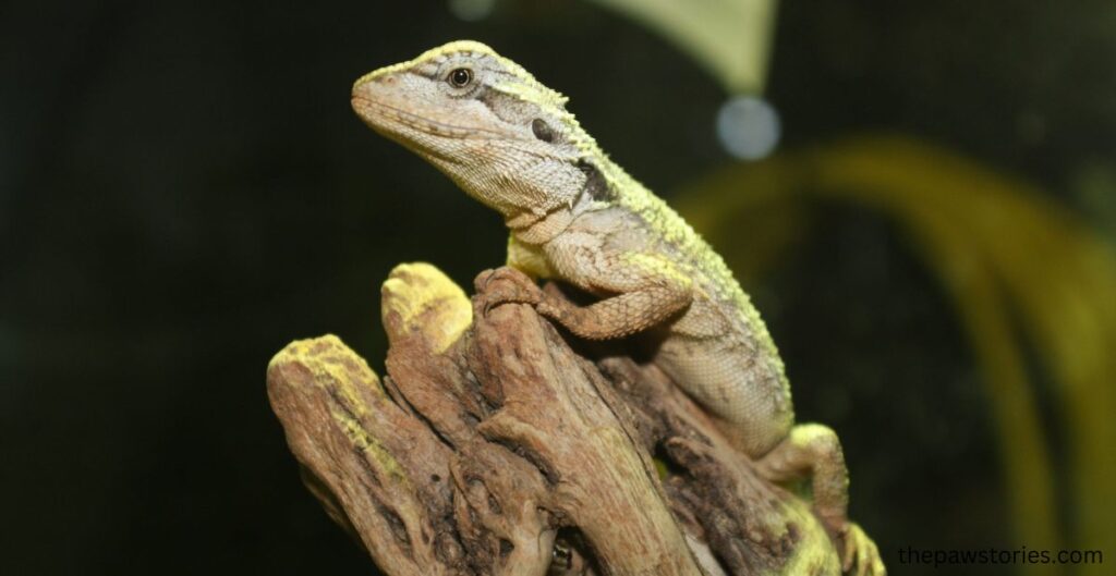 Western Bearded Dragon