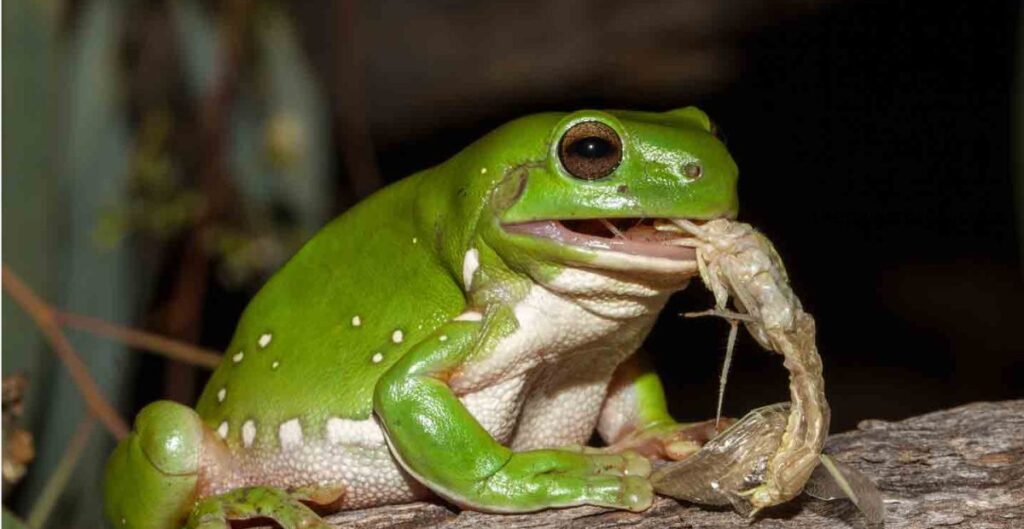 what a frog eats in water.