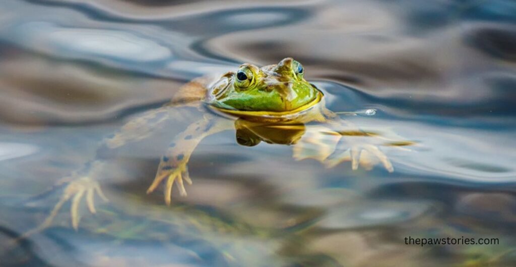 Do Frogs Drink Water?