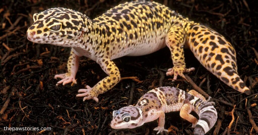 how to care for a leopard gecko