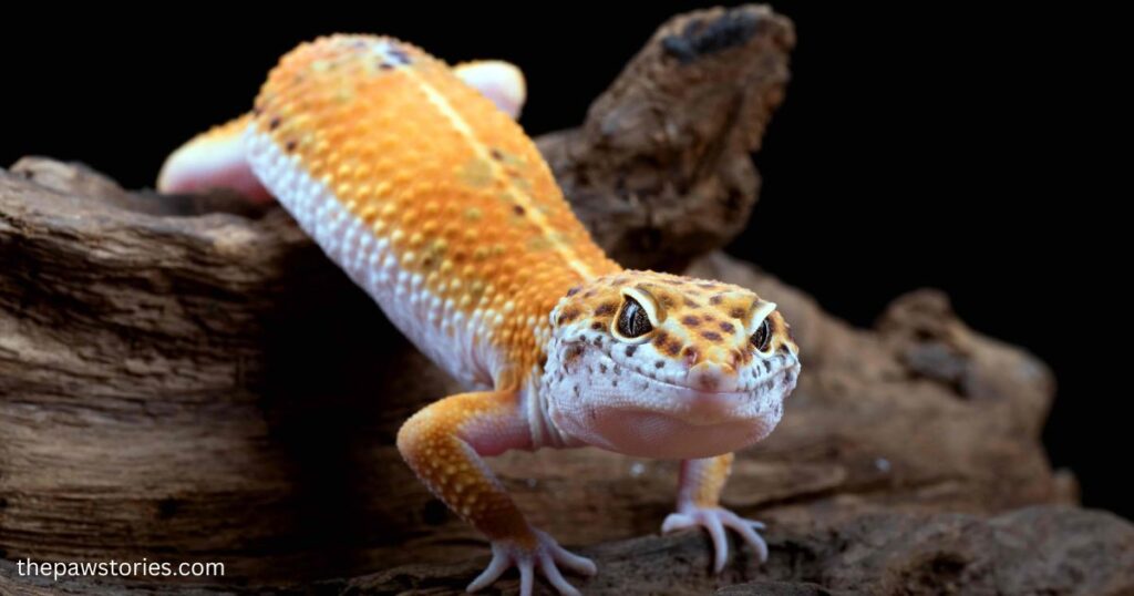 Different Species of leopard Geckos